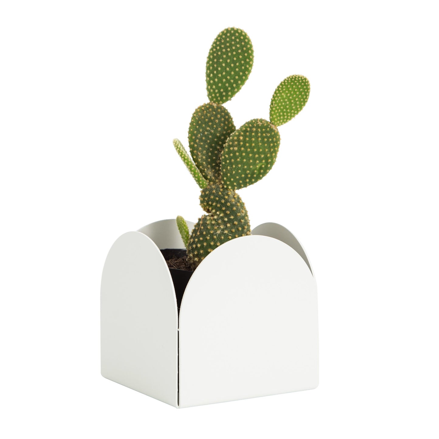 A white foldable arch pot made of aluminum, with a smooth finish and no visible branding. Holding a green cactus